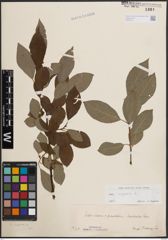 Foto von Salix caprea L.